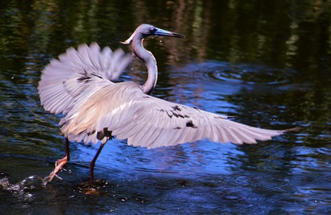 tri-colored heron